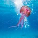shallow focus photo of pink and brown jellyfish